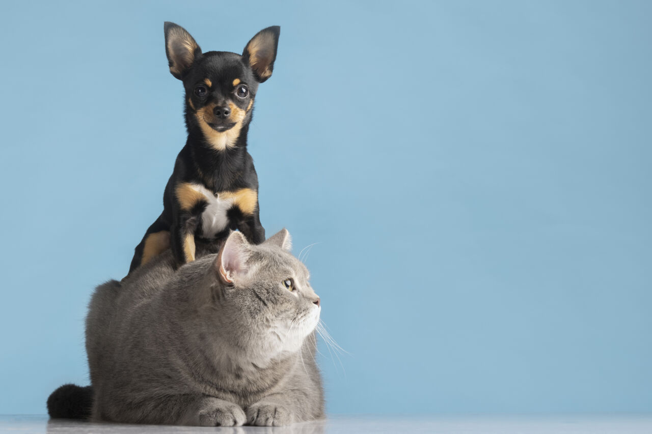 Chiot Chihuahua sur un chat gris, fond bleu uni.